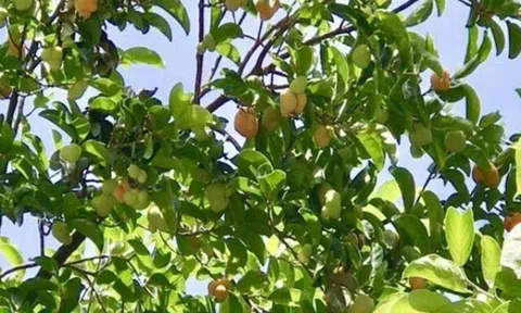 Loại quả dại xanh hay chín đều ăn được, xưa rụng đầy sân giờ thành đặc sản được ưa chuộng, tốt cho sức khoẻ