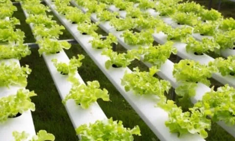 Loại rau "tốt bậc nhất thế giới" ở Việt Nam được trồng bạt ngàn thành đặc sản, giá từ 15.000 đồng/kg, tốt cho sức khỏe