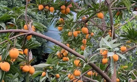 Loại quả xưa chín rụng đầy sân nay thành đặc sản, trồng một lần thu hoạch nhiều năm, tốt cho sức khoẻ