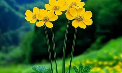 Phụ nữ thích ở một mình thường không đơn giản, bộc lộ 3 đặc điểm này