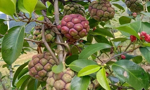 Loại quả xưa chín rụng không ai ngó ngàng, nay thành đặc sản lạ ở thành phố 170.000 đồng/kg, tốt cho sức khoẻ