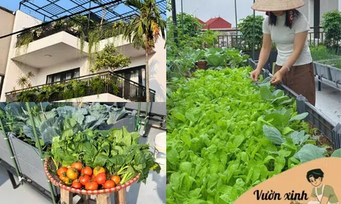 Mẹ đảm Bắc Ninh biến ngôi nhà thành tổ ấm phủ đầy hoa lá, khu vườn sân thượng 90m2 sum suê rau củ