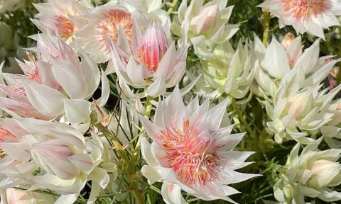 Loài hoa nghe tên đã đỏ mặt, nở suốt 90 ngày mới tàn, đẹp đến mức được gọi là tuyệt phẩm