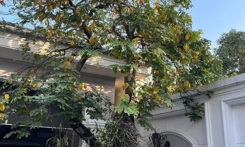 Nhìn giá vàng hiện tại, tôi mới biết tại sao nhà giàu hay trồng cây khế