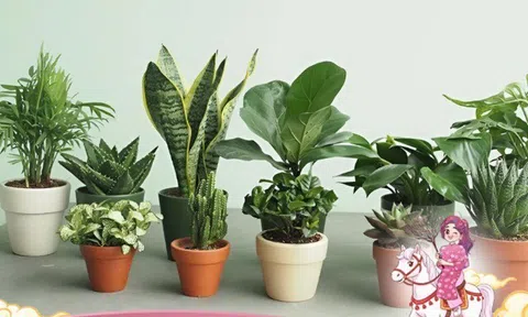 Năm Ngọ hãy đặt ngay những loại cây luôn có sẵn và quen thuộc này trong nhà để hút tài lộc và tốt cho sức khỏe