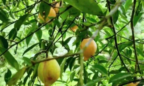 Loại quả mọc dại xưa không ai ngó ngàng, nay dân hái về bán 180.000 đồng/kg thành đặc sản, tốt cho sức khoẻ