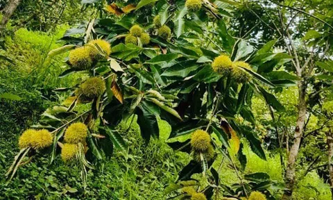 Loại hạt "tốt nhất thế giới", Việt Nam trồng bạt ngàn thành đặc sản đắt khách dịp Tết, tốt cho sức khoẻ