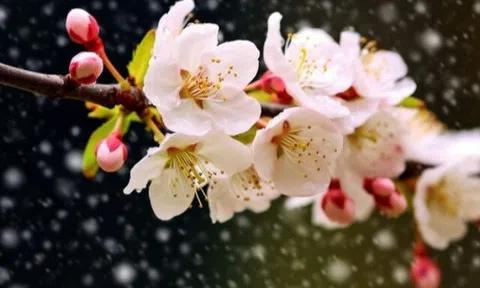 Tết Nguyên đán đến gần, 4 việc người khôn ngoan quyết tránh xa, kẻ dại vẫn thường mắc