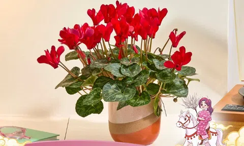 Sắm hoa Tết nên chọn kỹ, 5 loại hoa này rất “đáng đồng tiền bát gạo”, chơi xong vẫn có thể trồng lại trong vườn nhà