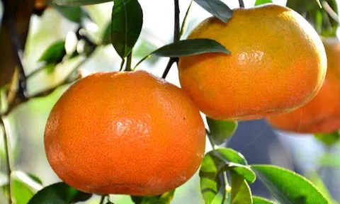 Loại quả "tốt nhất thế giới" chứa 5 vị thuốc bổ, chỉ 20.000 đồng/kg, ăn suốt mùa đông không lo con bị ốm