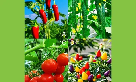 Trắc nghiệm tâm lý: Bạn có phải là người dễ bị lừa?