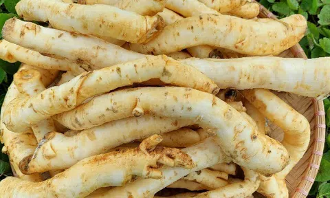 Thứ rễ cây nhiều người vứt bỏ, nay thành đặc sản khoái khẩu dịp Tết giá 400.000 đồng/kg, tốt cho sức khoẻ
