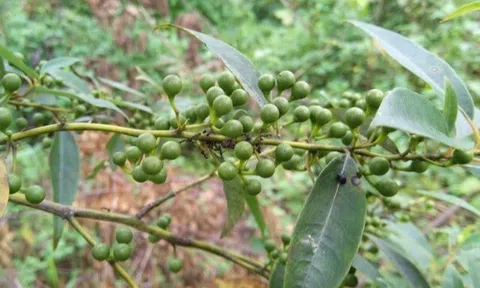 Loại quả chỉ có ở Tây Nguyên, nay thành đặc sản dịp Tết vì có mùi thơm đặc biệt, tốt cho sức khoẻ