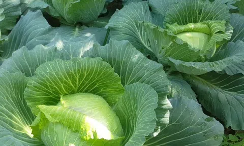 Loại rau "tốt bậc nhất thế giới" ở Việt Nam được trồng bạt ngàn thành đặc sản, giá từ 8.000 đồng/kg, tốt cho sức khỏe