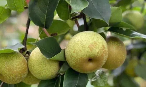 Loại quả "tốt nhất thế giới" chỉ có ở Lào Cai, trồng một lần thu hoạch nhiều năm, thành đặc sản tốt cho sức khoẻ