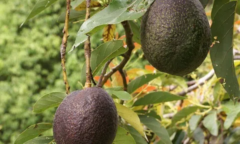 Loại quả "tốt nhất thế giới" có nhiều ở Tây Nguyên, trồng một lần thu hoạch nhiều năm, thành đặc sản làm thành nhiều món ngon