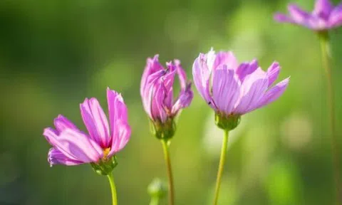 Năm 2026, càng nhớ 3 điều này, cuộc sống của bạn sẽ càng dễ dàng, suôn sẻ