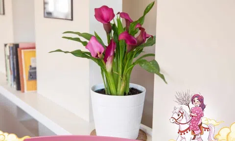 8 cây cảnh “ngựa” là bùa may mắn cho năm Bính Ngọ 2026, trưng trong nhà ắt mã đáo thành công