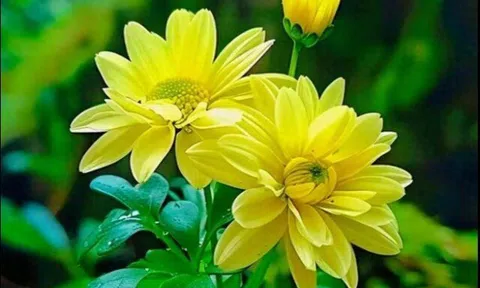 Ở đời, càng bớt bận tâm, bạn càng nhận được nhiều phúc khí