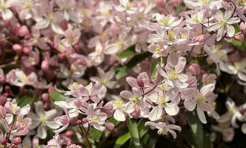 Loài hoa này đẹp hơn trầu bà gấp 100 lần, nở cả nghìn bông một lúc thành bức tường hoa, tỏa hương thơm ngát