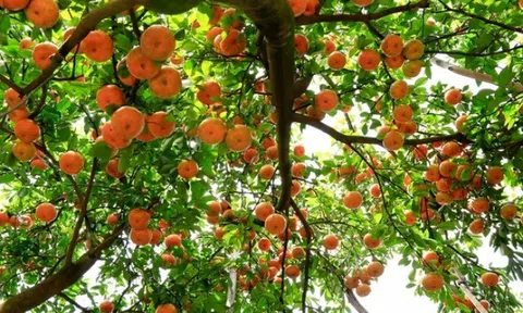 Loại quả đặc sản “tốt nhất thế giới” chỉ có ở Đồng Tháp, trồng một lần thu hoạch nhiều năm, tốt cho sức khoẻ