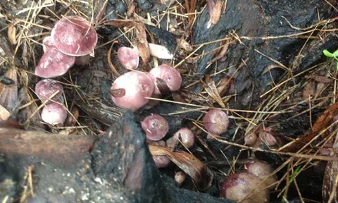 Đặc sản nhà nghèo "ngon hơn rau, bổ hơn thịt", nay làm thành đủ món ăn ngon giá 50.000 đồng/kg, tốt cho sức khoẻ