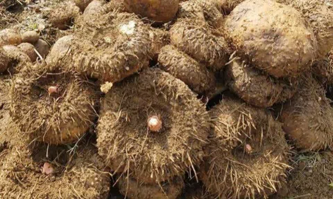 Đặc sản xưa người nghèo ăn "cứu đói", nay thành món khoái khẩu được ưa chuộng vì hương vị lạ, tốt cho sức khỏe