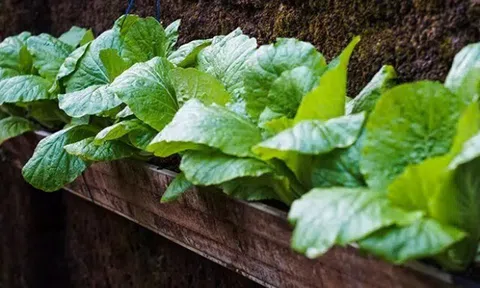 Loại rau "tốt nhất thế giới" được trồng bạt ngàn ở Việt Nam, thành đặc sản nổi tiếng chỉ từ 8.000 đ/kg, tốt cho sức khoẻ