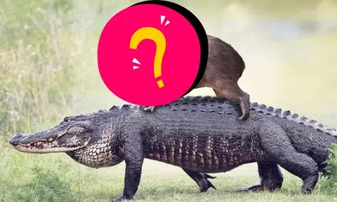 Loài vật mệnh danh "bộ trưởng ngoại giao", có chất thải "ngon" nhất giới động vật khiến nhiều loài phải xếp hàng để ăn