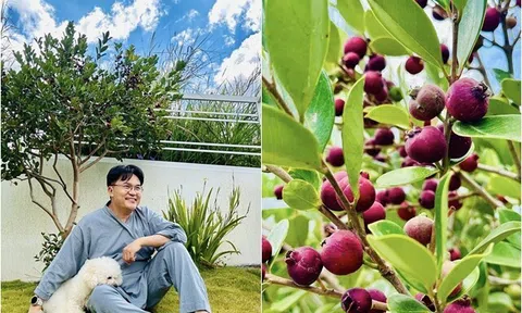 "MC giàu nhất Việt Nam" khoe đặc sản Đà Lạt trong cơ ngơi mới: Quả mọc từng chùm lạ mắt, sum suê trĩu cành