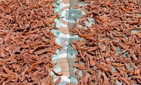 Món "nhà nghèo" xưa ăn đến chán ngán, nay thành đặc sản khoái khẩu 170.000 đồng/kg, tốt cho sức khoẻ