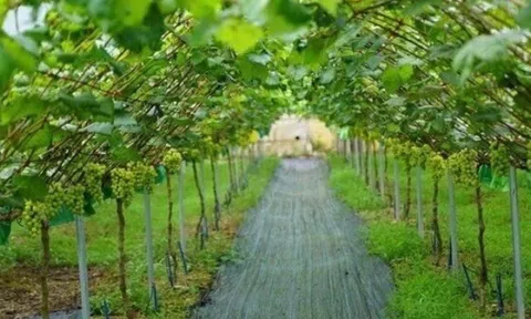 Loại quả đắt nhất thế giới, Việt Nam trồng 2 năm cho thu hoạch, thành đặc sản nổi tiếng tốt cho sức khoẻ