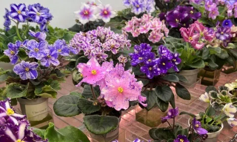 10 loài hoa rất hợp với người bận rộn, không cần chăm nhiều nhưng vẫn nở rộ từ mùa này sang mùa khác