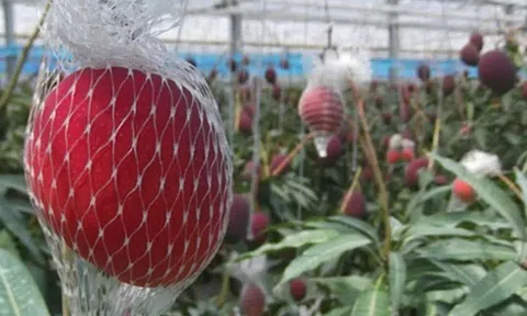 Loại quả đắt nhất thế giới, Việt Nam trồng thành công một lần thu hoạch nhiều năm, thành đặc sản tốt cho sức khoẻ