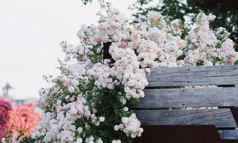 Loại hoa gây sốt vì vừa đẹp vừa thơm, nở quanh năm thành chùm rủ như thác, hương lan khắp vườn