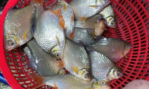 Loại cá xưa đầy nhưng ít người biết, giờ là đặc sản miền Tây, ít xương thịt mềm ngọt, giàu omega-3 cho trẻ