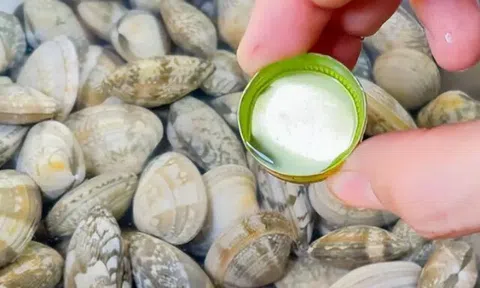 Mua ngao về nhiều cát, ngư dân kinh nghiệm 10 năm mách cho ngao uống thứ này 5 phút là nhả sạch, tha hồ nấu ăn