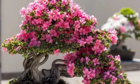 10 loại cây hoa sống 100 năm, càng trồng lâu càng có giá trị, có thể thành vật truyền đời cho con cháu