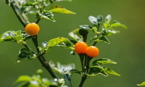 Loại quả đắt nhất thế giới, Việt Nam trồng bạt ngàn 3 tháng cho thu hoạch, thành đặc sản tốt cho sức khoẻ