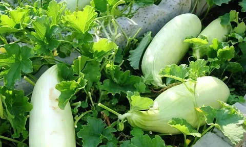 Món xưa chỉ nhà nghèo mới ăn, nay thành đặc sản lạ được người thành phố ưa chuộng, tốt cho sức khỏe