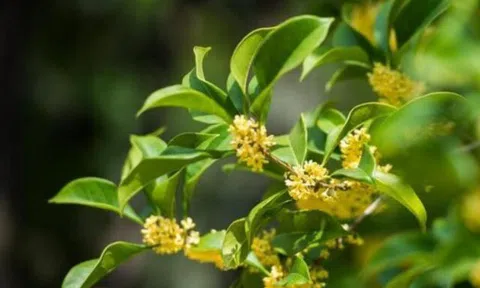 Phong thủy tốt nhất của một người không nằm ở tướng mạo hay lời nói, gói gọn trong 2 chữ này