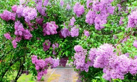 10 loài hoa thơm nhất thế giới được ngành nước hoa săn đón, chỉ một cây cũng đủ ướp hương cả khu vườn