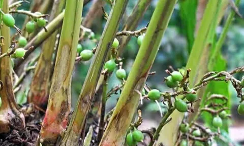 Loại quả đắt đỏ bậc nhất thế giới, Việt Nam trồng bạt ngàn thu hoạch nhiều năm, thành đặc sản tốt cho sức khoẻ