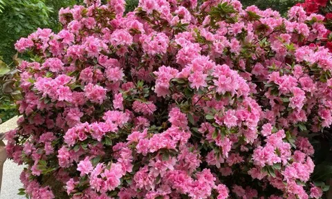 Đây là “vương giả” trong giới cây cảnh trồng chậu, hoa rực rỡ, dễ chăm, nở tới 300 ngày mỗi năm