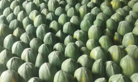 Loại quả "tốt nhất thế giới" chỉ có ở Tây Ninh, trồng 6 tháng cho thu hoạch, thành đặc sản tốt cho sức khoẻ