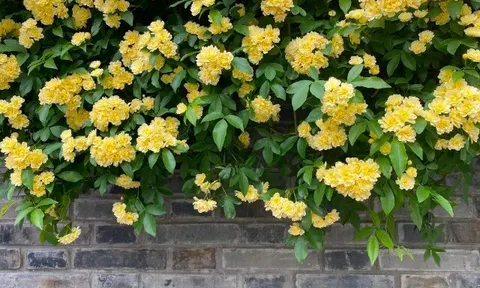 Loài hoa thơm hơn mộc hương và hoa nhài, dễ trồng hơn trầu bà, nở liên tục 150 ngày cả 1000 bông