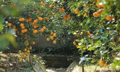 Loại quả "tốt nhất thế giới" chỉ có ở Nghệ An, trồng một lần thu hoạch nhiều năm, thành đặc sản tốt cho sức khoẻ