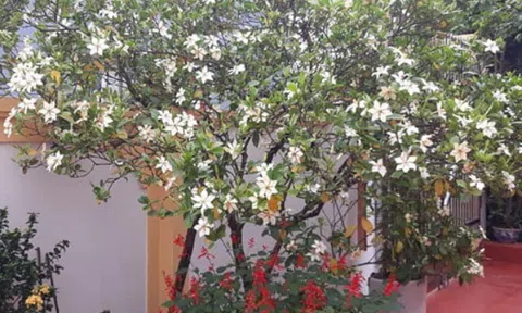 Cây cảnh ngàn vàng thơm hơn hoa nhài, đẹp hơn nguyệt quế, quả bán giá 300.000 đồng/kg, trồng trong nhà mang lại phú quý may mắn