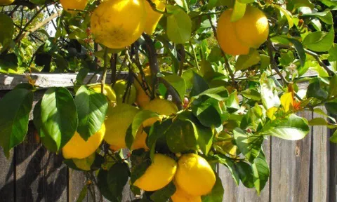 Loại quả "tốt nhất thế giới" chỉ có ở Lâm Đồng, trồng một lần thu hoạch nhiều năm, thành đặc sản tốt cho sức khoẻ