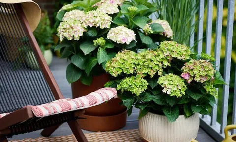 11 loài hoa ưa bóng râm, nở rộ ngay cả khi thiếu ánh sáng như ban công hướng Bắc, có loại nở quanh năm